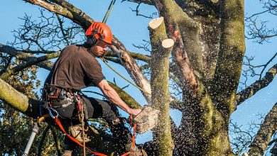 Photo of Why Call a Tree Surgeon to Work on Your Property