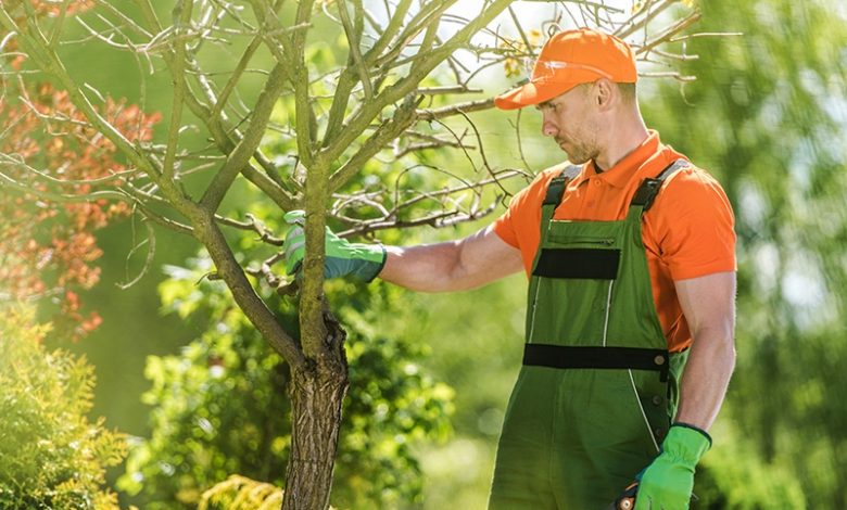 Photo of Tree Care: Why Is The Pruning Of Trees Essential?