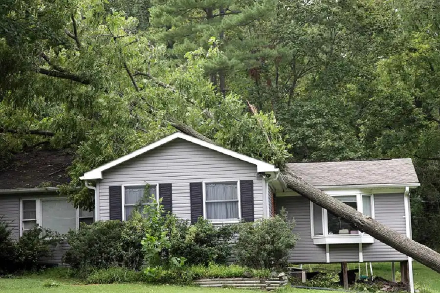 When Is the Right Time to Remove a Tree from Your Property?