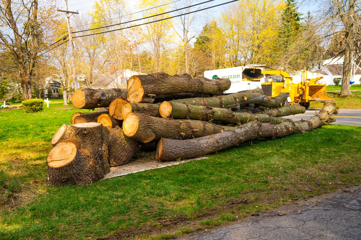The Future of Tree Removal: Trends and Innovations