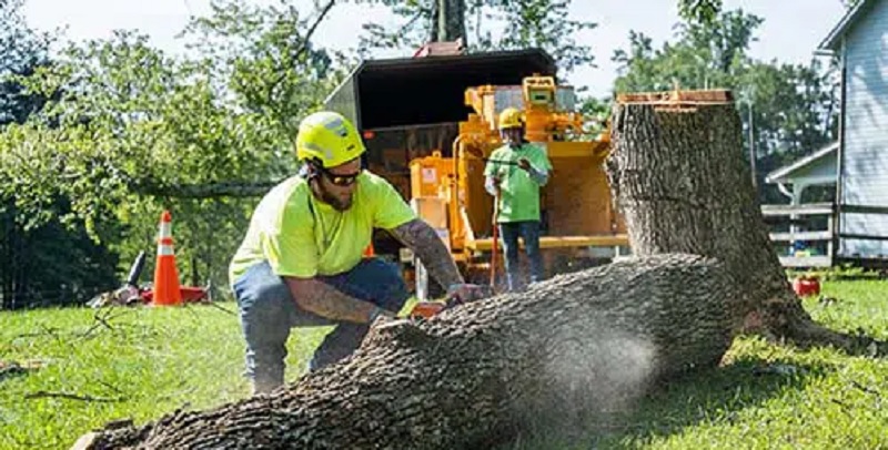 The Role of Tree Services in Landscape Design